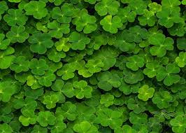 فصل کشت شبدر