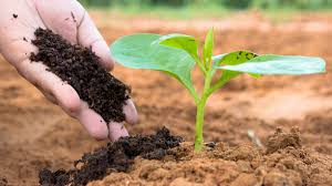 کود ارگانیک چیست