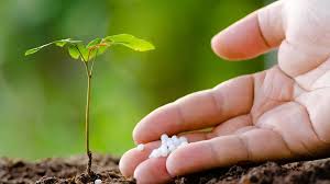نقش کود اوره در گیاه