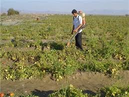 عوارض علف کش در گوجه