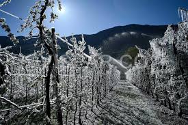 راهکارکشاورزان مقابیله با سرما