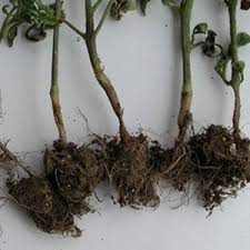 پوسیدگی ساقه گوجه