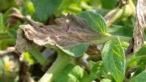 علت خشک شدن برگ گوجه