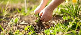 برای نابودی علف هرز گوجه