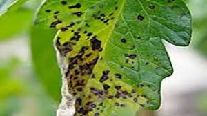 لکه قهوه ای باکتریایی