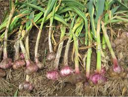 بیماری پیاز و سیر