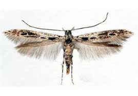 کرم میوه خوار