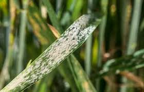 بیماری اسکلروتینیایی