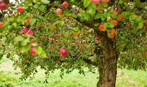 پژمردگی زرد آوندی