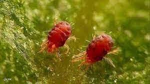 کنه قرمز اروپایی