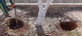 کابردی ترین چالکود