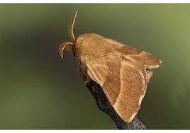 پروانه تخم انگشتری