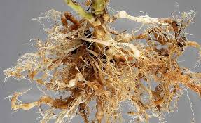 انواع نماتد