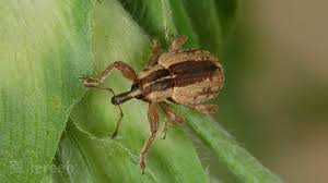 سرخرطومی ساقه کلزا