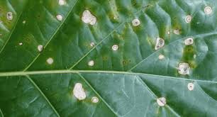 برفک باکتریایی گیاه