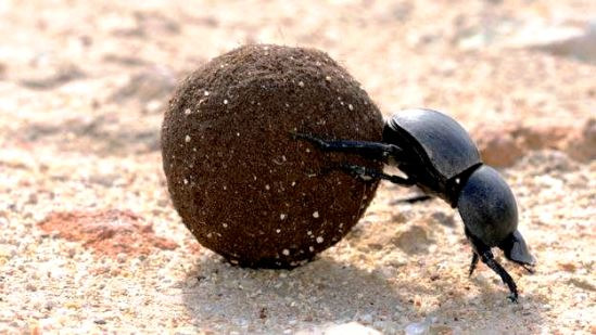 مگس های سرگین