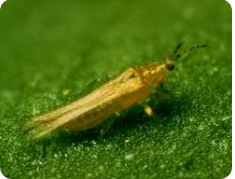 برای مقابله با تریپس