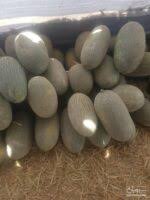 بذر خربزه گرین پلاس