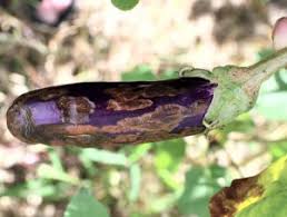 افات بادمجان