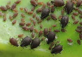 شته سبز و سیاه