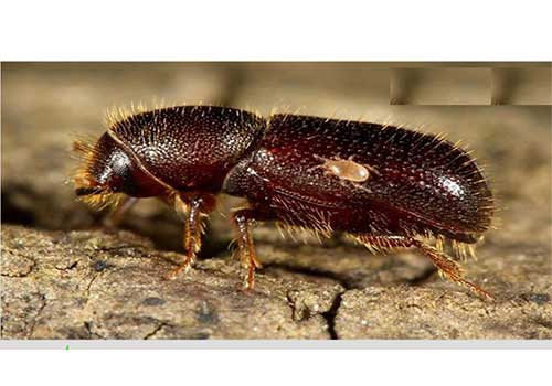 نشانه های حمله آفت پوست خوار