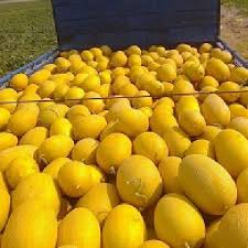 بذر خربزه راک