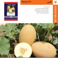 بذر ملون کارون