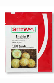 بذر طالبی شاهین