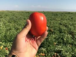 ارقام هیبرید با کیفیت