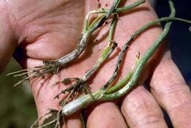 بیماری پیاز