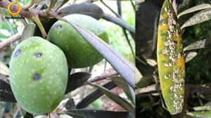 سپردار بنفش