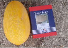 بذر خربزه راک