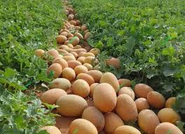 بذر ملون کارون