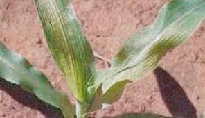 تریپس در مزارع ذرت