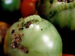 افات لارو گوجه