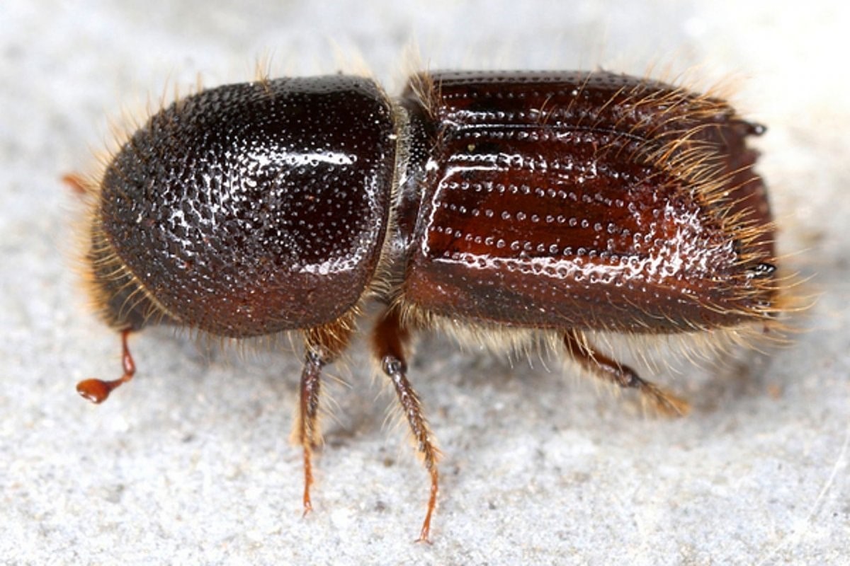 پوست خوار بادام