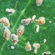 کاربرد سموم ملاتیون