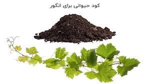 کود حیوانی برای پای درخت انگور