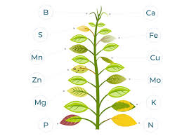 عناصر کم مصرف در طبیعت