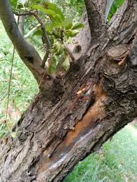 علت پوسیدگی پوست درختان