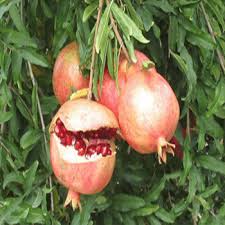 علت ترک خوردن میوه انار