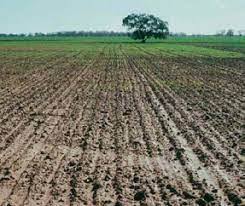 اهکی شدن خاک برای کشت گوجه