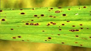 لکه قهوه ای برنج