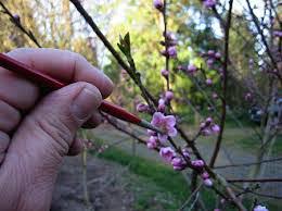 گرده افشانی درختان