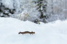 مقابله با افات در زمان بارش برف