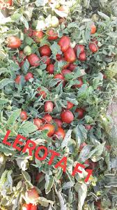 بذر گوجه فرنگی لورتا