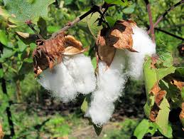 افات نباتی در مزارعه پنبه