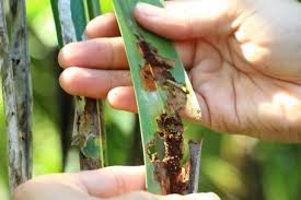 افات درخت ناگیل