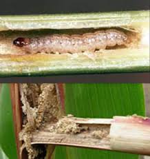 ساقه خوار اروپایی ذرت